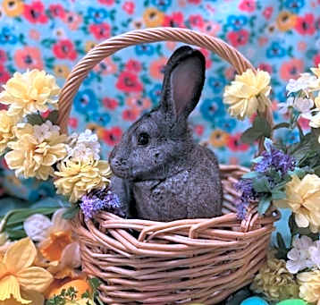 Photo of Starling