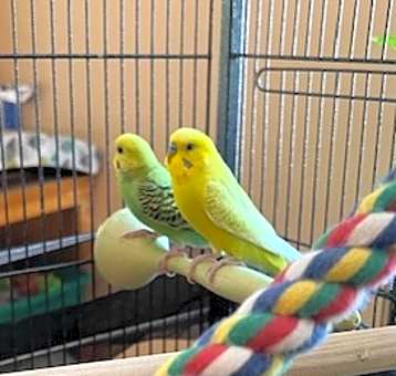 Photo of Eeyore and Piper- In Foster - $30