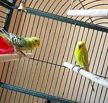 Photo of Piglet and Gopher - In Foster -  $30