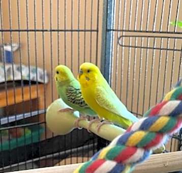 Photo of Piper and Eeyore - In Foster -$30