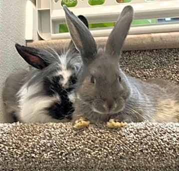 Photo of Ears