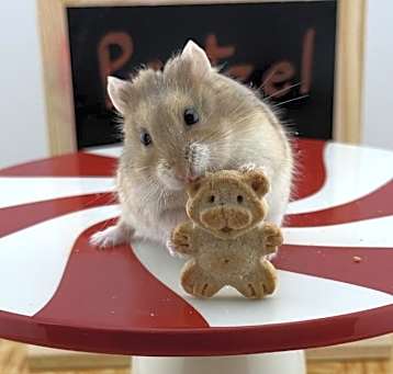 Photo of Pretzel
