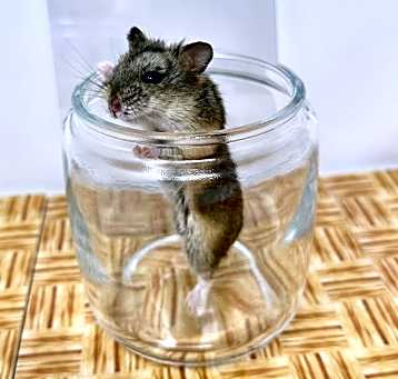 Photo of Miso