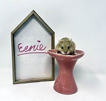 Photo of Eenie
