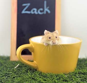 Photo of Zack