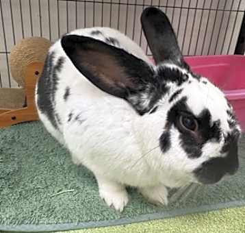 Photo of Officer Hops