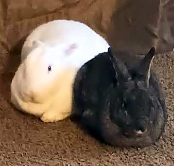 Photo of Filbert and Nugget