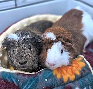 Photo of Matteo & Milo