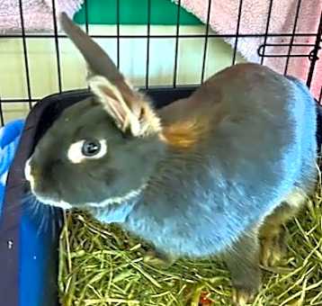 Photo of Bumble