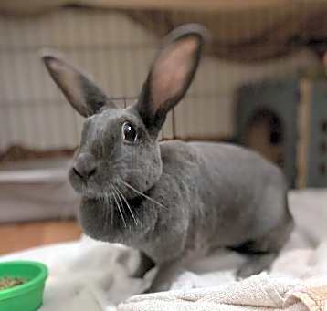 Photo of Darby
