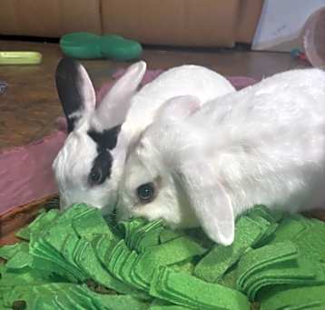 Photo of Gunner & Delilah (aka Liberty)
