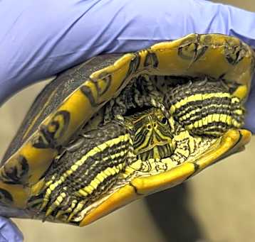 Photo of Turtle