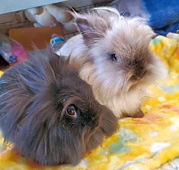 Photo of Suzie (bonded to Sable)