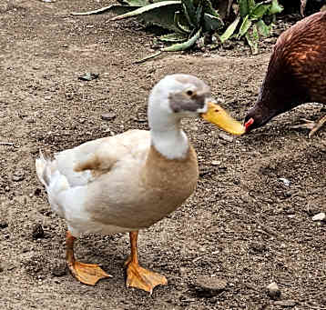 Photo of Daffy