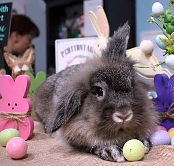 Photo of Potter