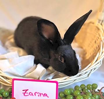 Photo of Zarina