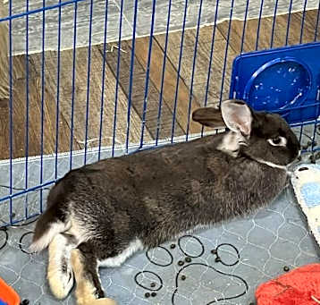 Photo of Reese