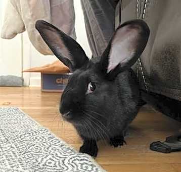 Photo of Circe