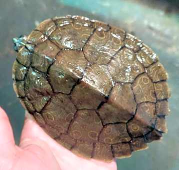 Photo of Turt