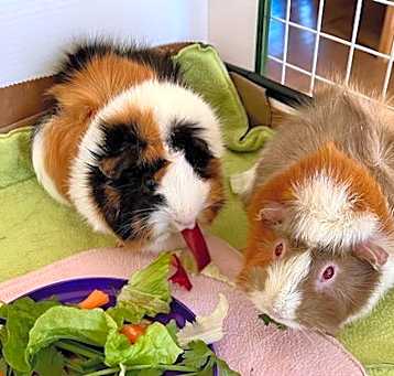 Photo of Momo and Mimi