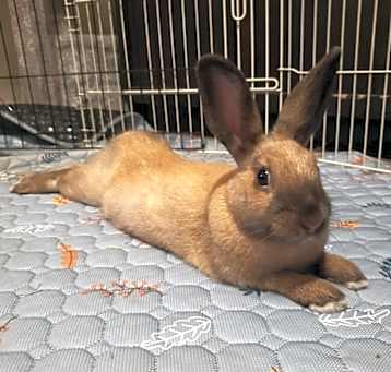Photo of Gingerbread