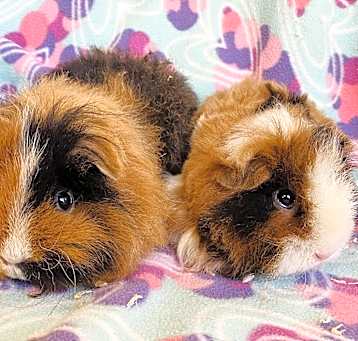 Photo of Zoey & Lola