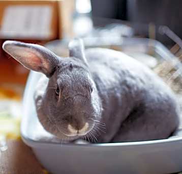 Photo of Bun bun 