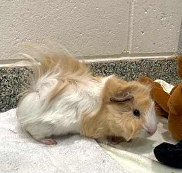 Photo of ALFALFA
