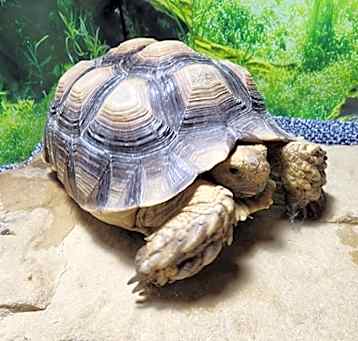 Photo of Checkers