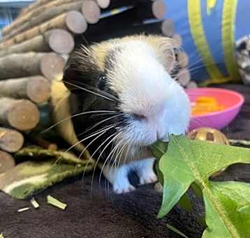 Photo of Potato