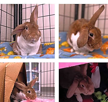 Photo of Louie