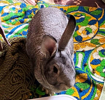 Photo of Greta