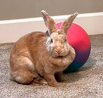 Photo of Little Miss Sunshine (Sunny)