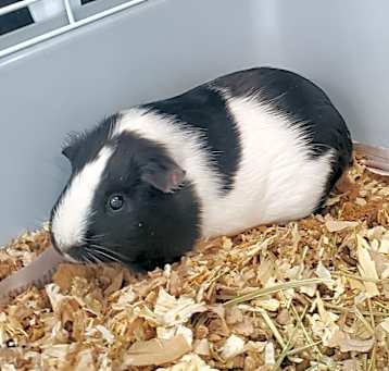 Photo of Nibbles