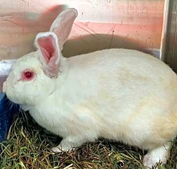 Photo of Clover