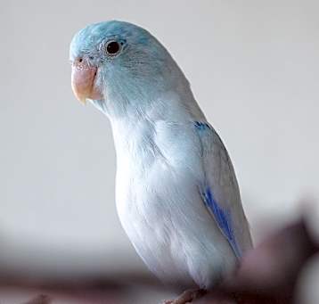 Photo of Hermes