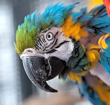 Photo of Rio