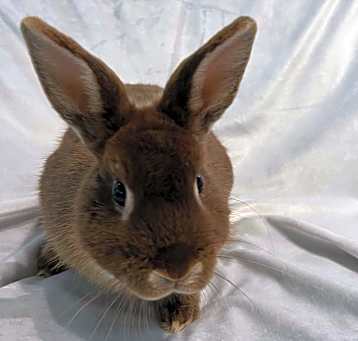 Photo of Brownie