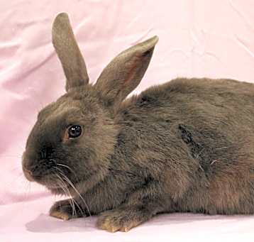 Photo of Dusty