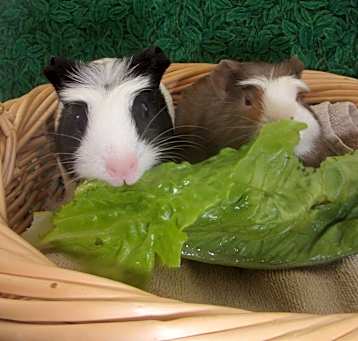Photo of Skrunky/Skibiddy