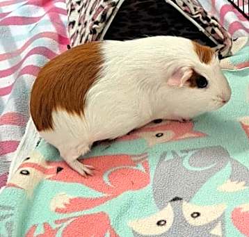 Photo of Leia