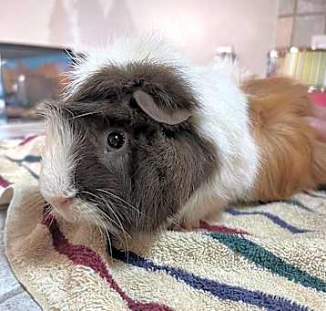 Photo of Chuck