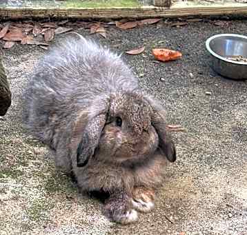 Photo of Bunny Sanders