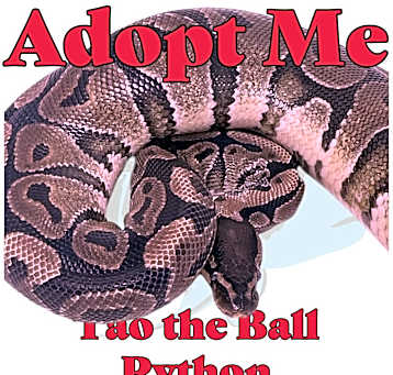 Photo of Tao the Ball Python