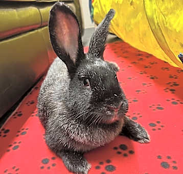 Photo of Crossword