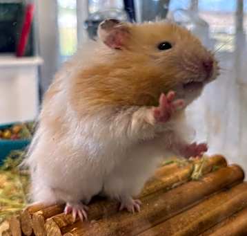 Photo of Ernie