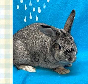 Photo of Javert