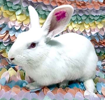 Photo of Clover