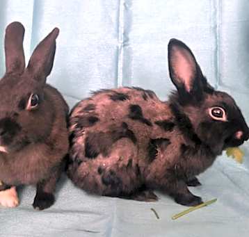 Photo of Molly and Milo