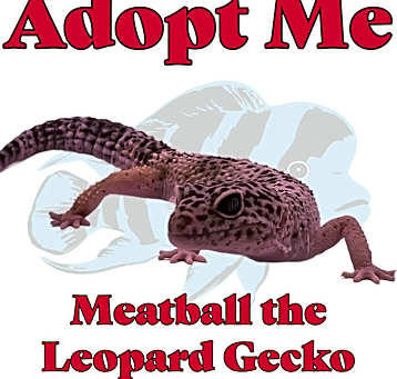 Photo of Meatball the Leopard Gecko